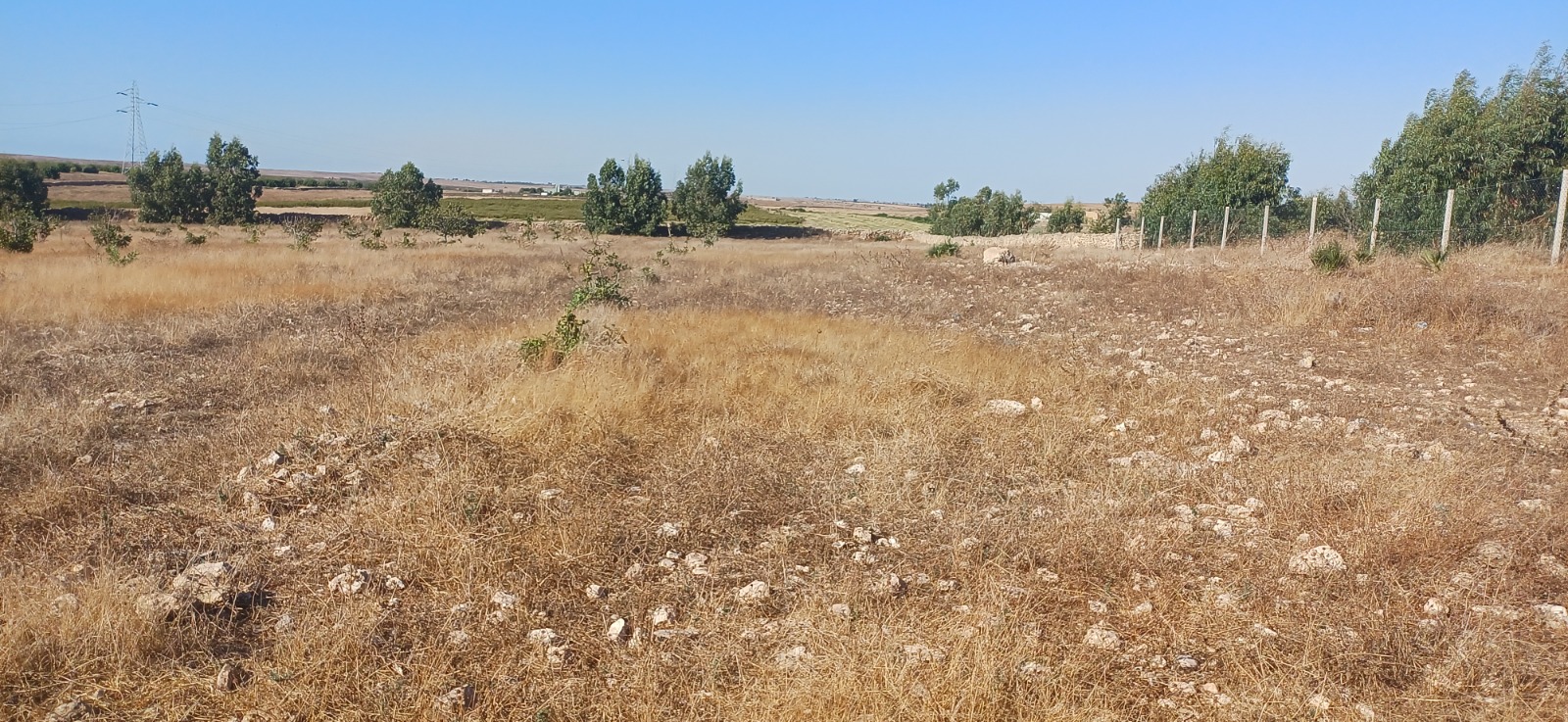 Dry, stony ground with established trees across the Doukkala plains in Morocco.