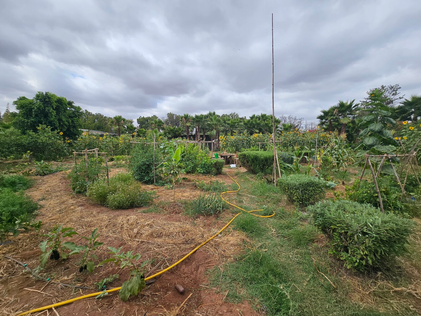 Productive garden beds, fruit trees, palms and sunflowers at Firmaty in Had Soualem