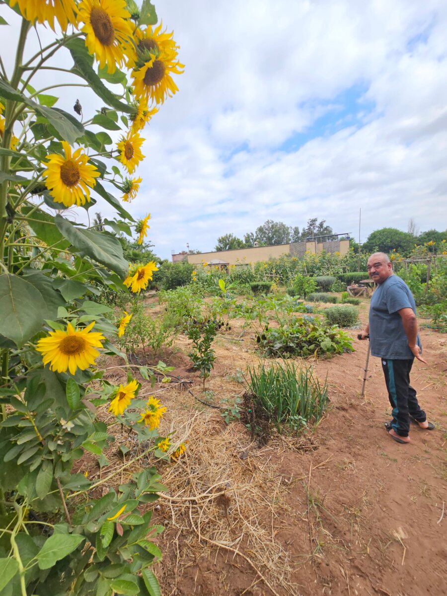 Assyl Elazzaoui standing among sunflowers in the cultivated garden at Firmaty, Had Soualem