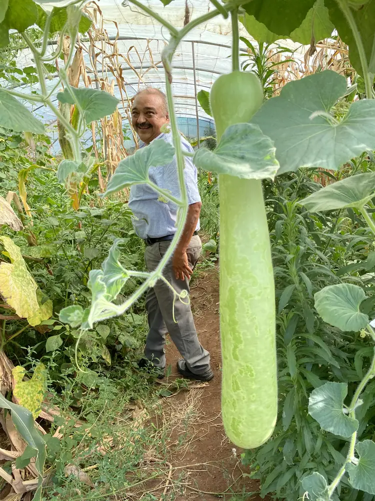 Assyl Elazzaoui smiling in the polytunnel beside a hanging bottle gourd