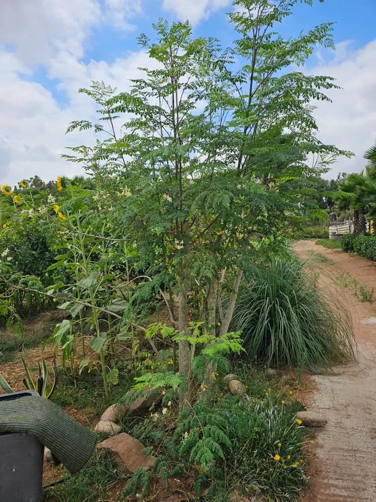 Young moringa trees by the farm path with sunflowers behind