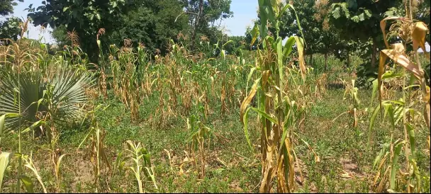 Maize plants drying out during drought in Kitgum